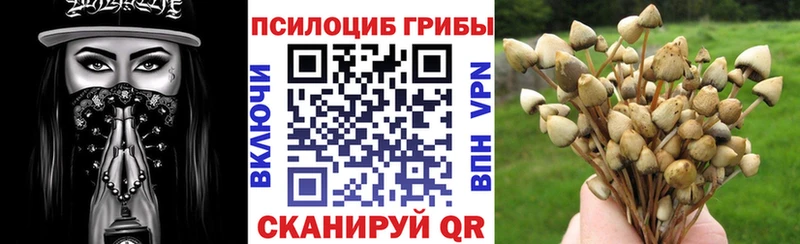 Псилоцибиновые грибы Magic Shrooms  omg как войти  Грозный  купить закладку 